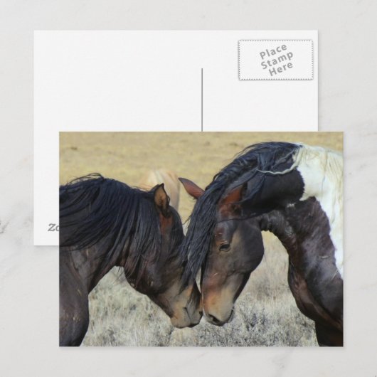 Zwei Wildpferde Postkarte (Vorne/Hinten)