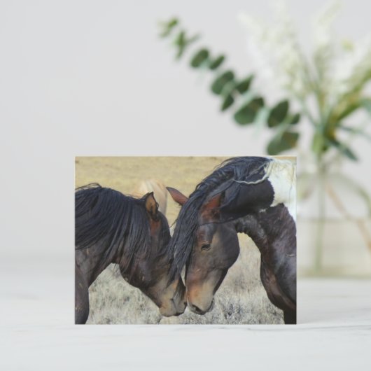 Zwei Wildpferde Postkarte (Stehend Vorderseite)