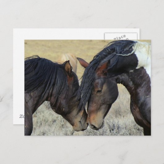 Zwei Wildpferde Postkarte (Vorne/Hinten)