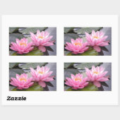 Zwei wildrosa Wasserlilien in einem Teich Rechteckiger Aufkleber (Blatt)