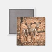 Zwei Wildschweine im Wald Magnet (Vorderseite/Rückseite)