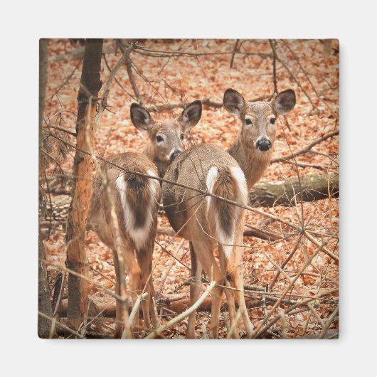 Zwei Wildschweine im Wald Magnet (Vorne)