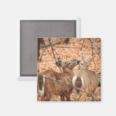 Zwei Wildschweine im Wald Magnet (Vorderseite/Rückseite)