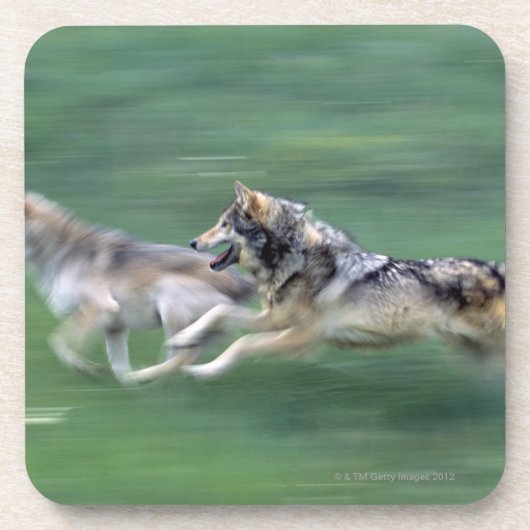 Zwei Wölfe in der Gebirgswiese Getränkeuntersetzer (Vorderseite)