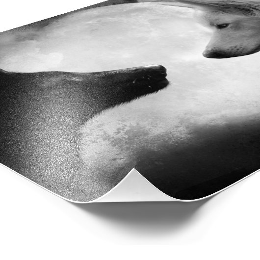 Zwei Wölfe stehen einander gegenüber Fotodruck (Ecke)