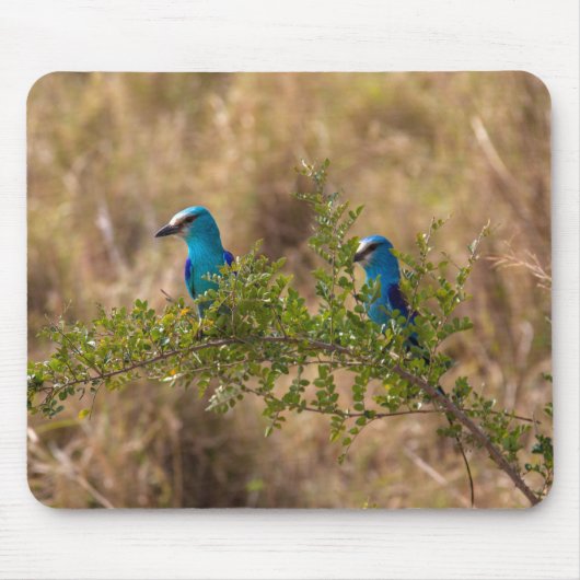 Zwei wunderschöne blaue Vögel auf einem Zweig Mousepad (Vorne)