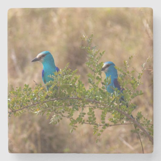 Zwei wunderschöne blaue Vögel auf einem Zweig Steinuntersetzer (Vorderseite)