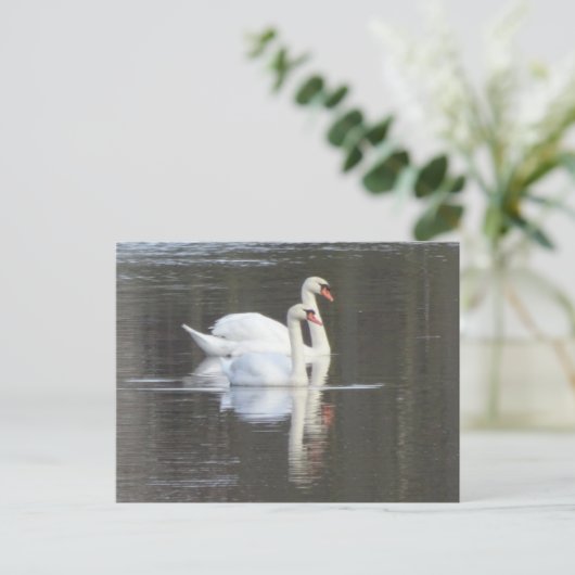 Zwei wunderschöne Swans DIY Postcard Postkarte (Stehend Vorderseite)