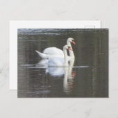 Zwei wunderschöne Swans DIY Postcard Postkarte (Vorne/Hinten)
