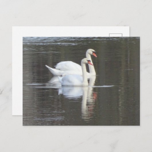 Zwei wunderschöne Swans DIY Postcard Postkarte (Vorne/Hinten)