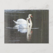 Zwei wunderschöne Swans DIY Postcard Postkarte (Vorderseite)