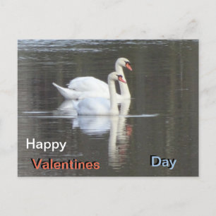Zwei wunderschöne Swans Valentines Postcard Postkarte
