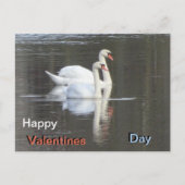 Zwei wunderschöne Swans Valentines Postcard Postkarte (Vorderseite)