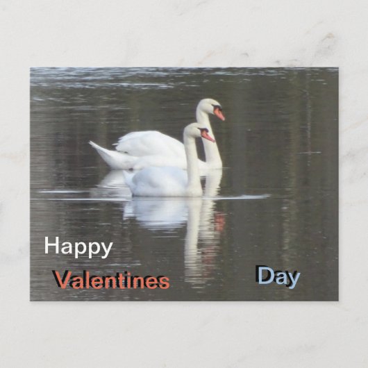 Zwei wunderschöne Swans Valentines Postcard Postkarte (Vorderseite)