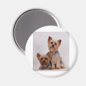 Zwei Yorkies Magnet (Vorderseite/Rückseite)