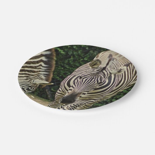 Zwei Zebras Pappteller (Schrägansicht)