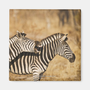 Zwei Zebras stehend im Gras Magnet
