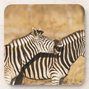Zwei Zebras stehend im Gras Untersetzer