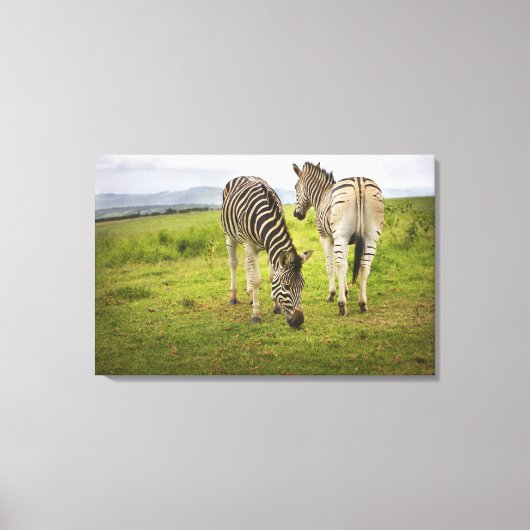 Zwei Zebras, Südafrika Leinwanddruck (Vorderseite)