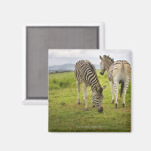 Zwei Zebras, Südafrika Magnet (Vorderseite/Rückseite)
