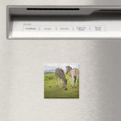 Zwei Zebras, Südafrika Magnet (In Situ (Geschirrspüler))