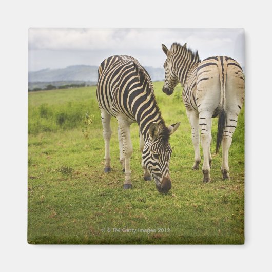 Zwei Zebras, Südafrika Magnet (Vorne)