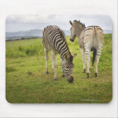 Zwei Zebras, Südafrika Mousepad (Vorne)