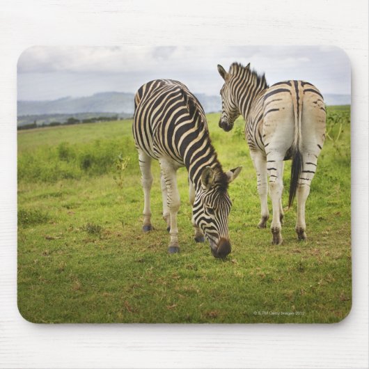 Zwei Zebras, Südafrika Mousepad (Vorne)