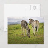 Zwei Zebras, Südafrika Postkarte (Vorne/Hinten)
