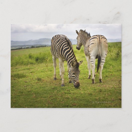 Zwei Zebras, Südafrika Postkarte (Vorderseite)