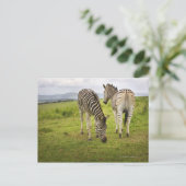 Zwei Zebras, Südafrika Postkarte (Stehend Vorderseite)