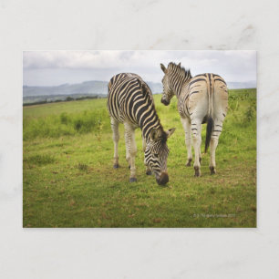 Zwei Zebras, Südafrika Postkarte