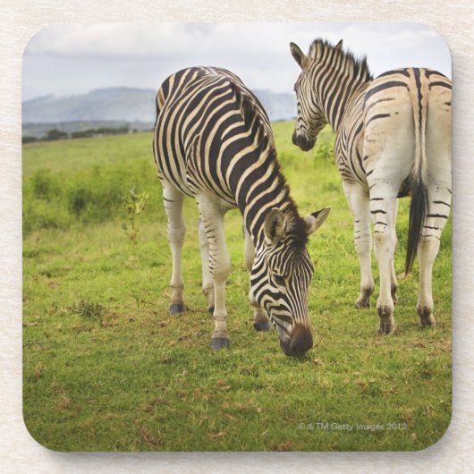 Zwei Zebras, Südafrika Untersetzer (Vorderseite)