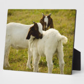 Zwei Ziegen Fotoplatte (Seite)