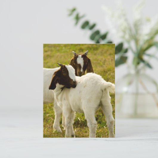 Zwei Ziegen Postkarte (Stehend Vorderseite)