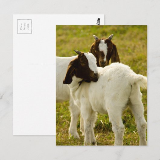Zwei Ziegen Postkarte (Vorne/Hinten)