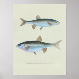 Zwei Zoologische Zeichnend Fische Poster