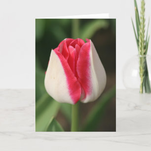 Zweifarbig rosa und weiße Tulpe Karte