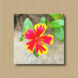 Zweifarbig rote und gelbe Moosrosenblüte Leinwanddruck