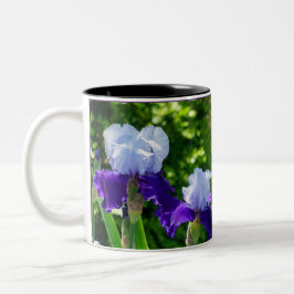 Zweifarbige Iris-Beauties Zweifarbige Tasse