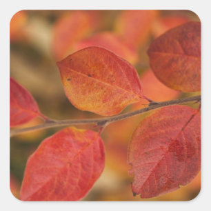 Zweig bedeckt mit Herbstlaub Quadratischer Aufkleber