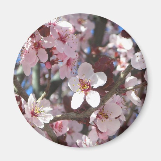 Zweig der rosa Blüten Frühlingsflora Magnet (Vorne)