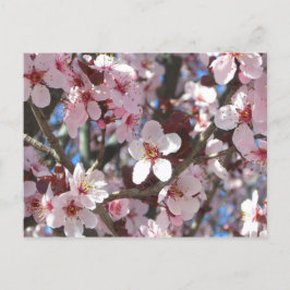 Zweig der rosa Blüten Frühlingsflora Postkarte