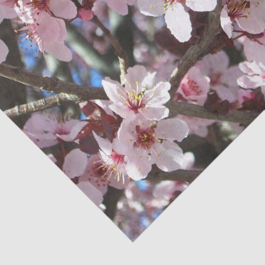 Zweig der rosa Blüten Frühlingsflora Seidenpapier (Ausschnitt)