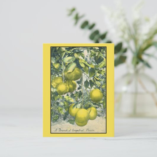 Zweig Grapefruit, Florida Postkarte (Stehend Vorderseite)