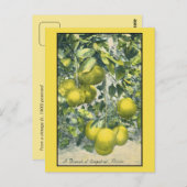 Zweig Grapefruit, Florida Postkarte (Vorne/Hinten)