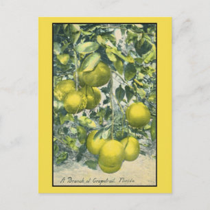 Zweig Grapefruit, Florida Postkarte