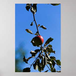 Zweige-Apfel Poster