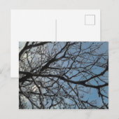 Zweige der Icy-Bäume Postkarte (Vorne/Hinten)