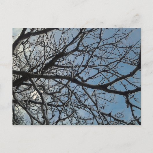Zweige der Icy-Bäume Postkarte (Vorderseite)
